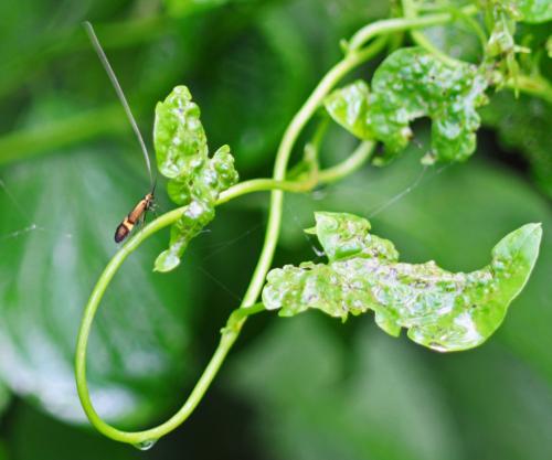 Nemophora degeerella